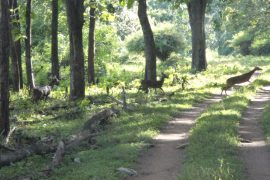 Muthodi Forest 49 kms